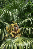 Trachycarpus fortunei RCP5-2014 231.JPG